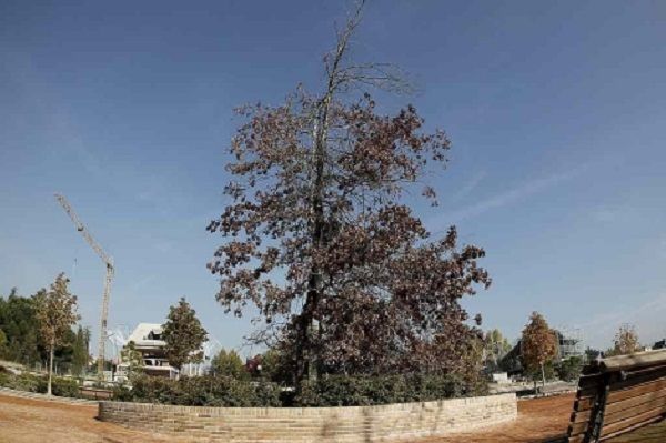 quercus