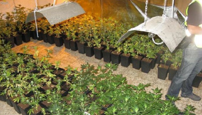 marihuana-0