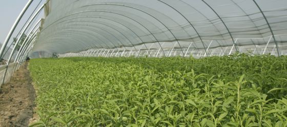 Stevia